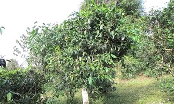 茶树开花结果的周期及因素探析
