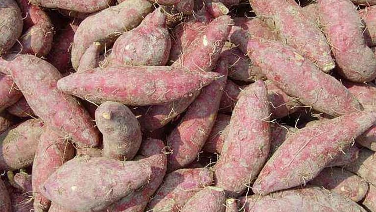 板栗薯热量：营养价值与食用注意事项