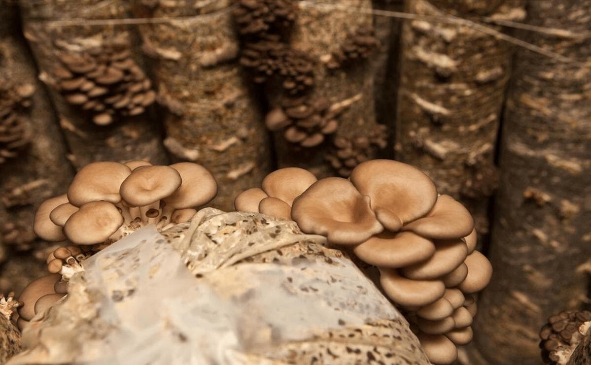 蘑菇种植技术和栽培方法