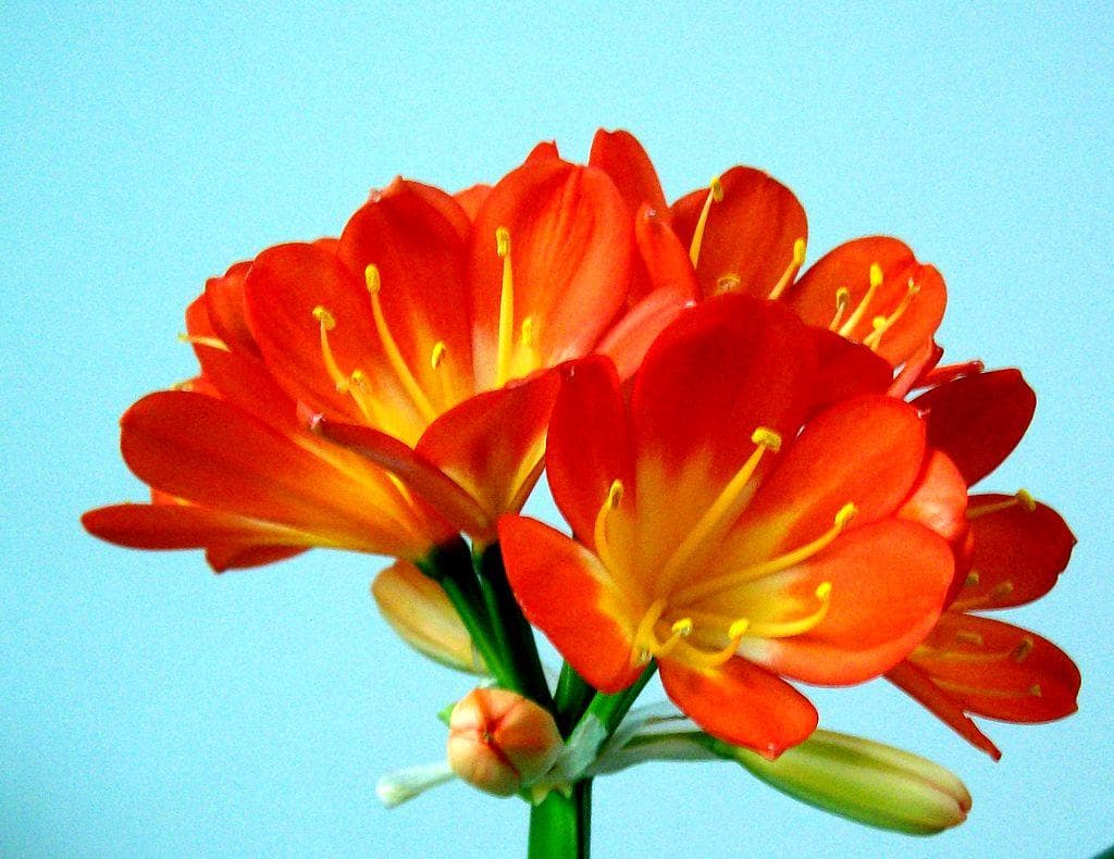 君子兰开花施什么肥最好（栽培君子兰的栽培要点）