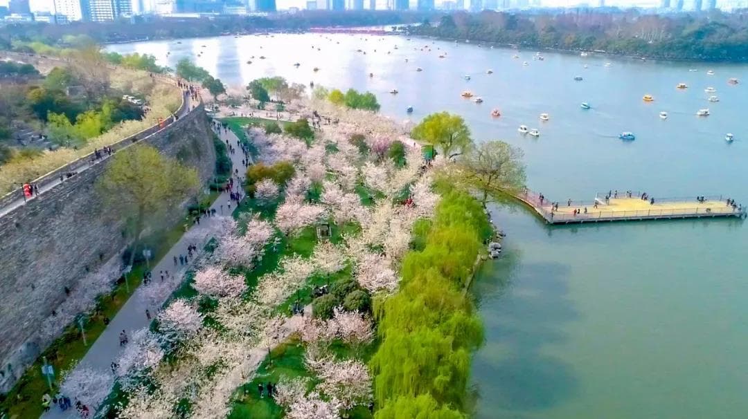 玄武湖樱花大道：除了花美，还有这些历史文化故事