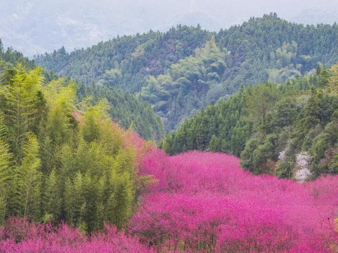 杭州周边赏樱攻略：四大赏樱胜地全攻略