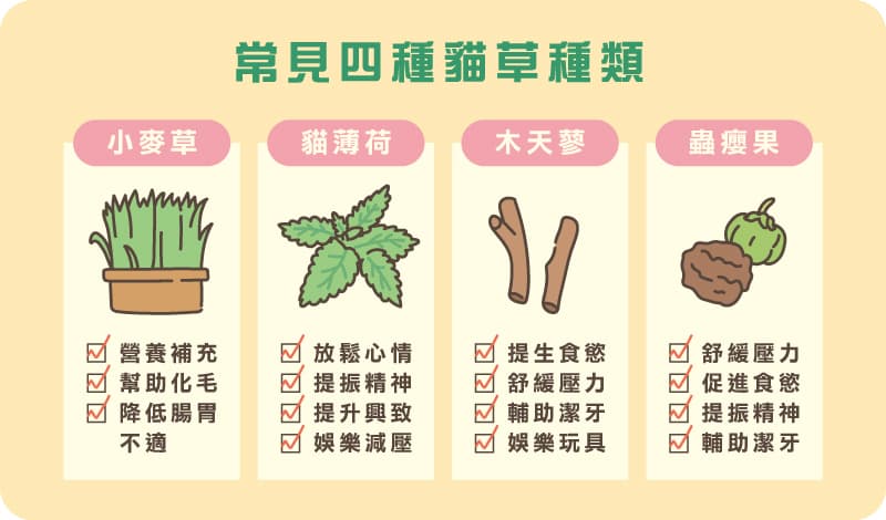 猫咪的专属“草本乐园”：四种猫草的神奇功效大揭秘