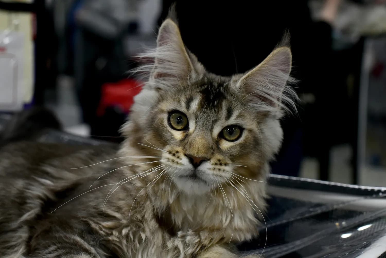 缅因猫教你如何训练流浪猫握手