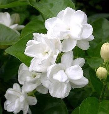 听完了《茉莉花》，你就认识了民族管弦乐团了！——从《茉莉花》到《管弦丝竹知多少》