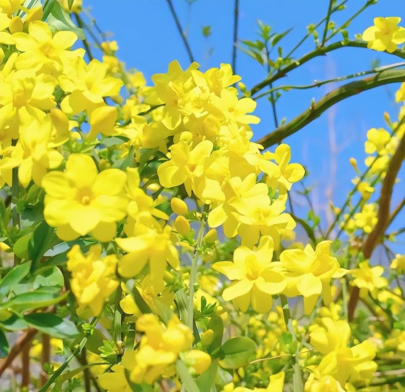 东营垦利赏花指南：3-5月花开正当时，10种花卉观赏全攻略