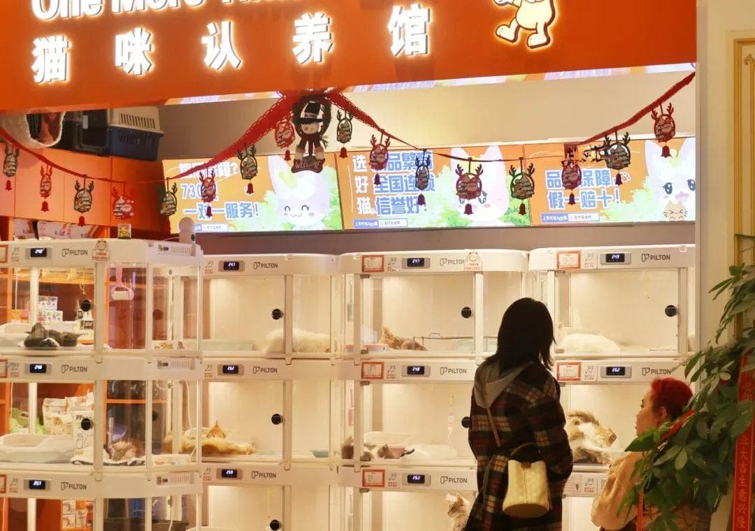 在商场里“免费”领养小猫，“真香”了吗？