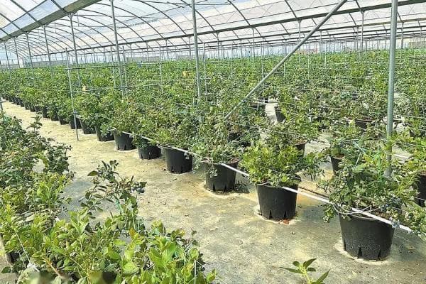 蓝莓的适宜种植地区及品种选择指南