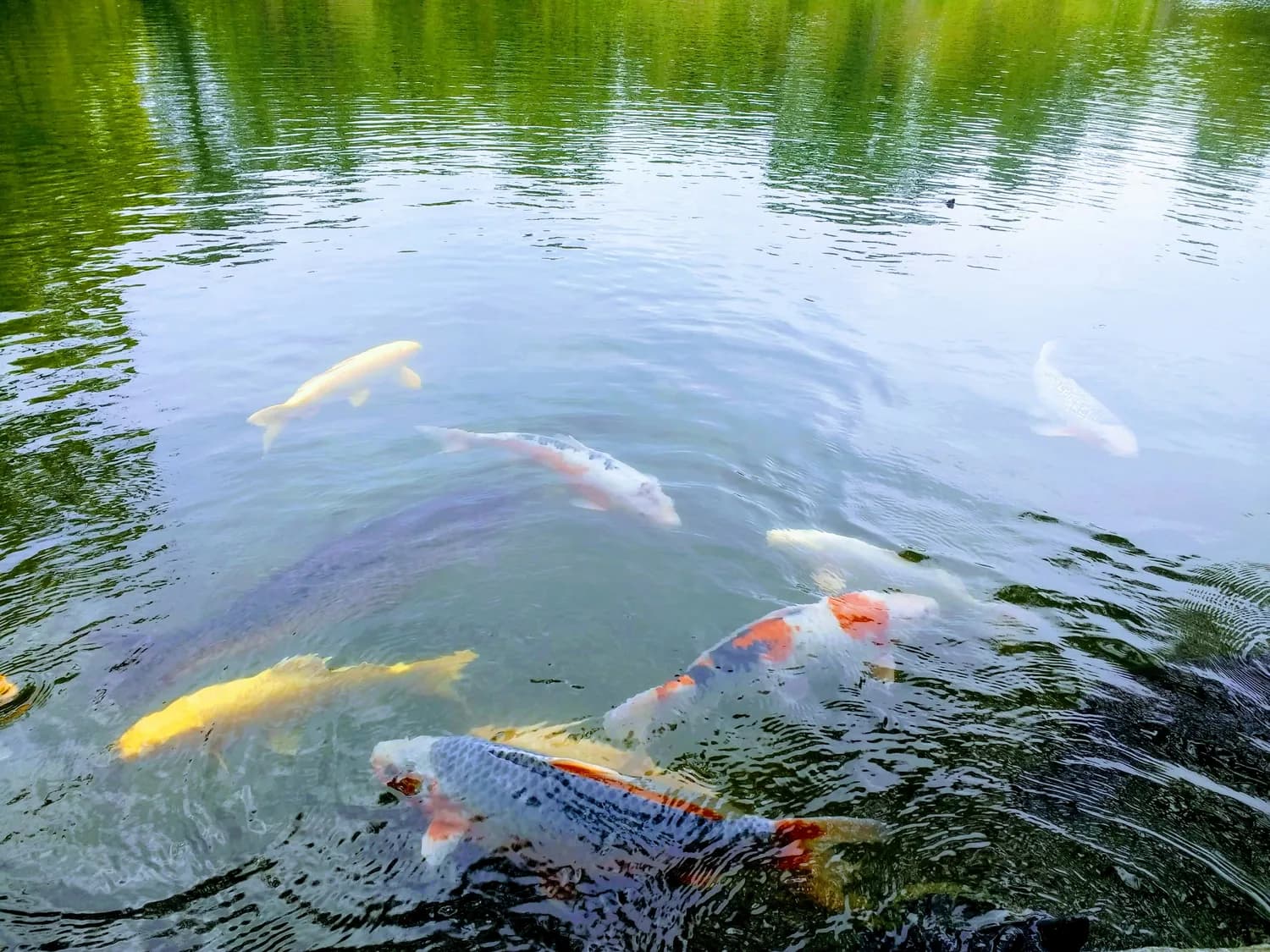 双泉庄村：中药材种植引领乡村振兴