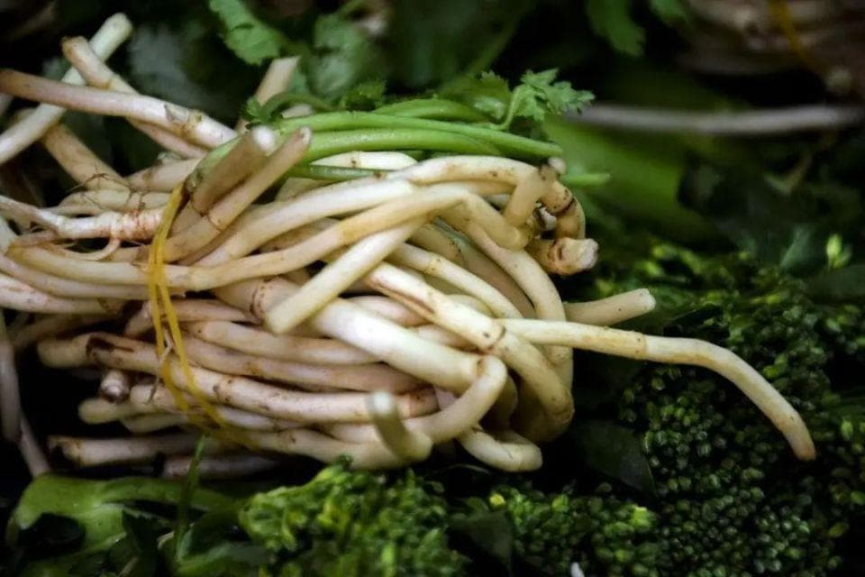 鱼腥草：从呼吸道感染到痔疮治疗，肾损伤患者需谨慎