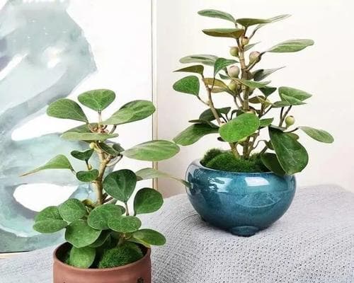 菩提树室内养护指南：15个要点助你养出健康美观的菩提树