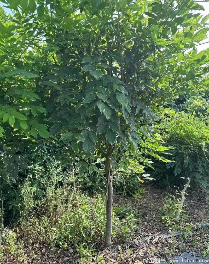 紫藤花一般什么时候开花呢