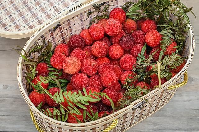 摘杨梅是什么季节 摘杨梅的方法