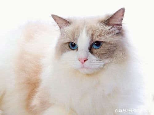 布偶猫肠胃不适，调整饮食，咨询兽医。