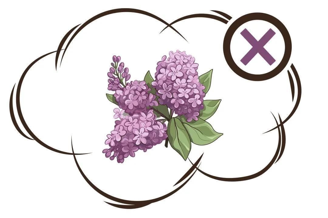 丁香药材辨公母，从牙膏到香料的广泛应用