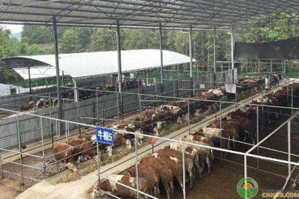 牛的养殖技术及饲养方法