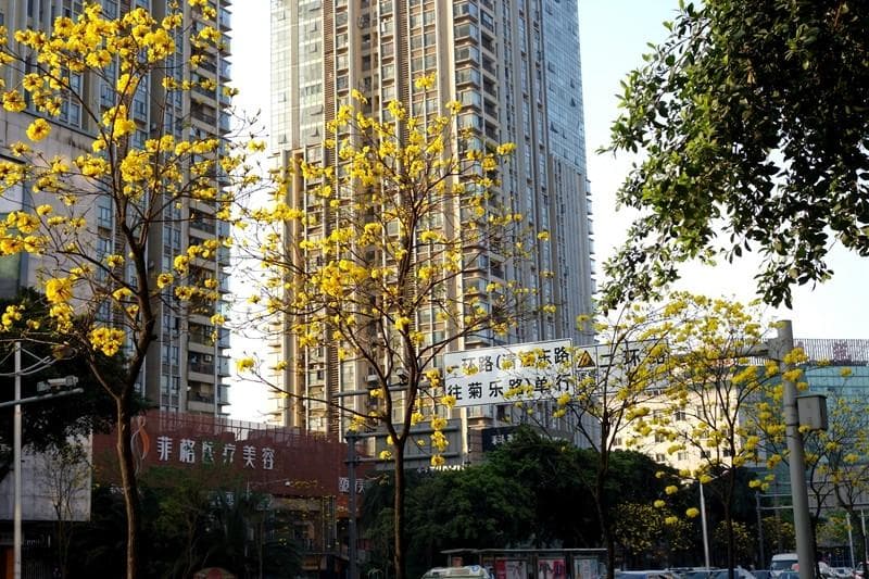 黄钟木：春日里绽放的金黄风铃