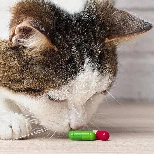 家有萌宠 | 如何给小猫咪成功喂药？