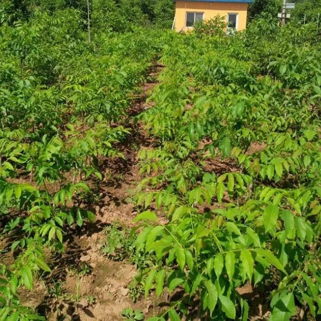 麻核桃（文玩核桃）种植技术详解