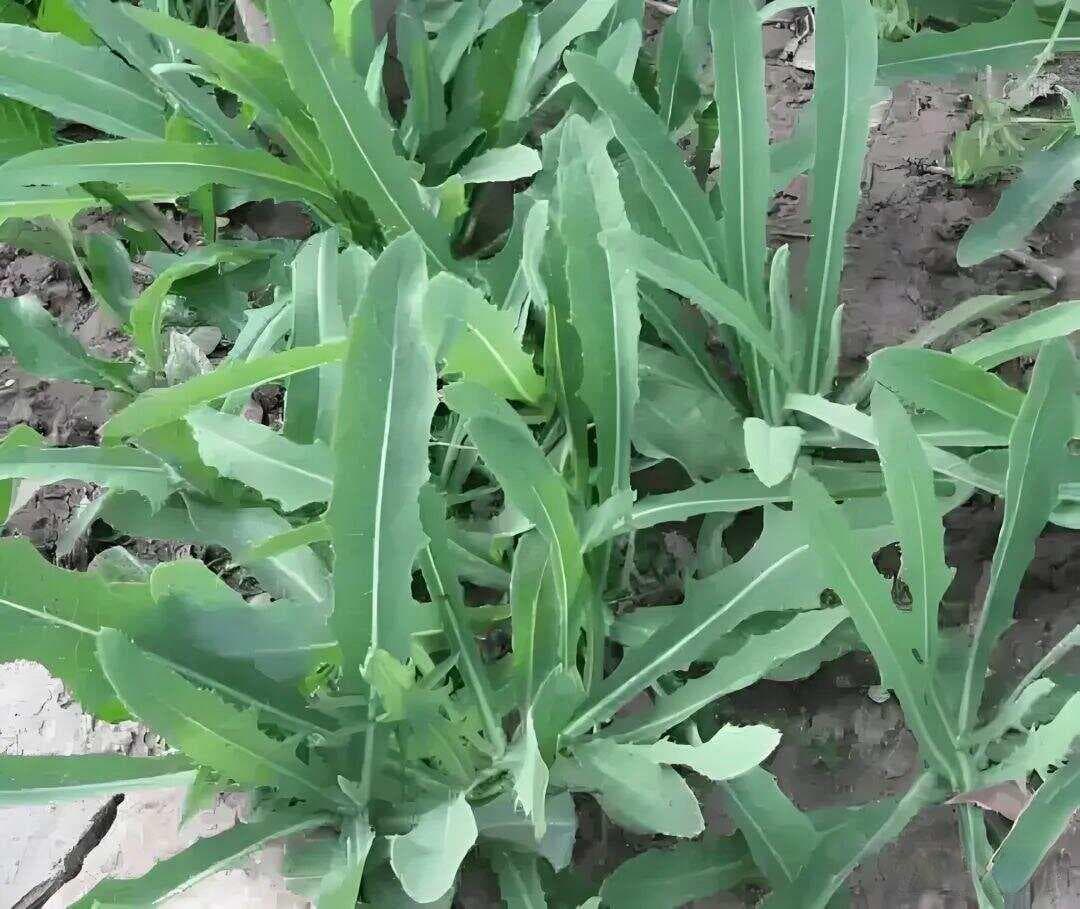 阳原珍馐：沤苦菜探秘
