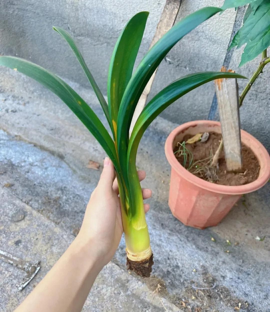 立秋前，赶快扦插6种花，沾土就能生根