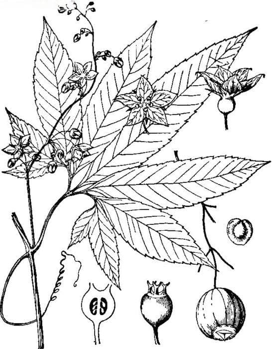 蛇莲：一种独特的葫芦科植物