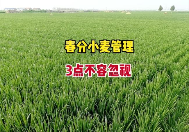 春分麦起身，肥水要紧跟：小麦管理正当时