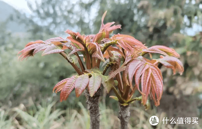 春分后必吃“3芽3花”！香椿蒲公英靠边站，这菜降压护肝
