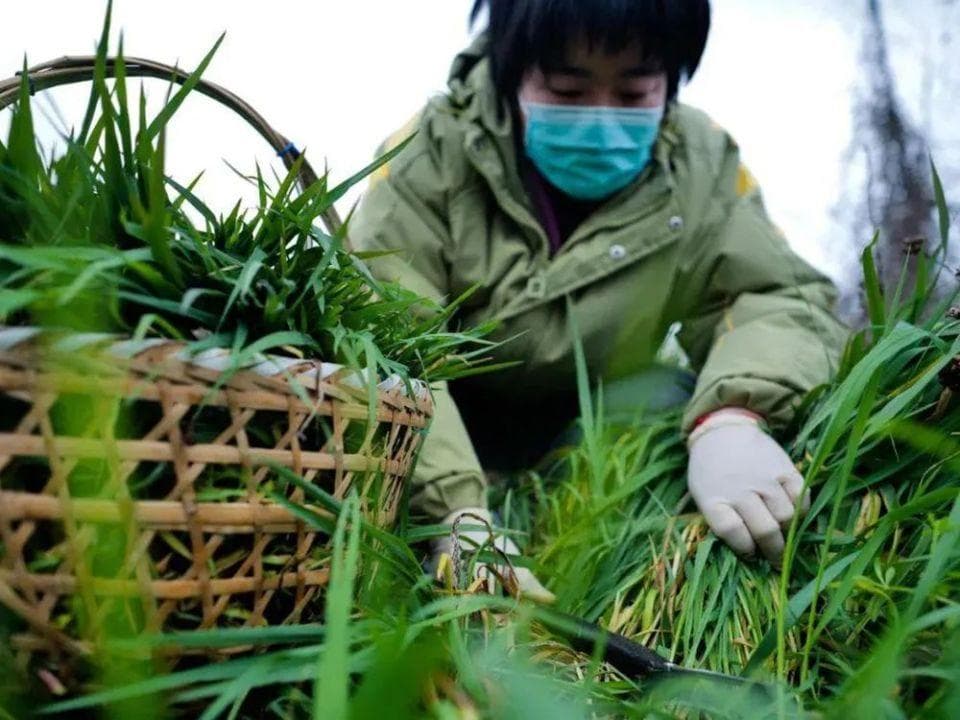 农村这4种野草可做“青团”，清明节前记得去采挖，比艾草还好吃