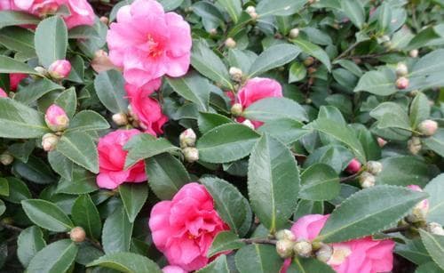 茶梅花肥料选择与施肥技巧（为您解答茶梅花的肥料难题，轻松掌握施肥技巧）