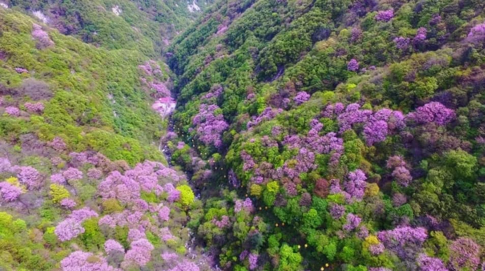 西安周边初春赏花指南：梅花桃花紫荆花最佳观赏地