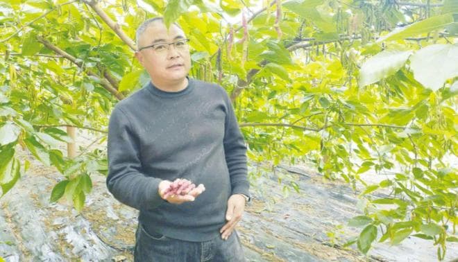青岛胶州：反季节蔬果种植助力乡村振兴