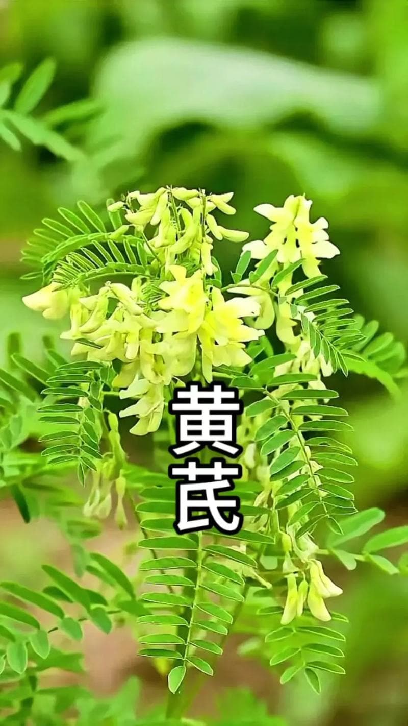 黄芪，古老而神奇的中草药