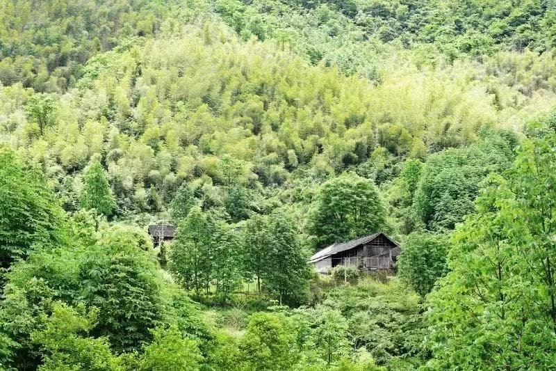 探寻湖南溆浦太阳山：神秘山巅上的生态秘境