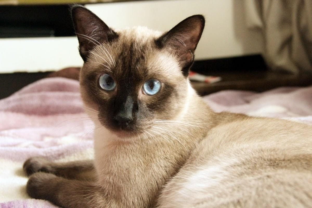 重点色短毛猫：神秘优雅的短毛魅力