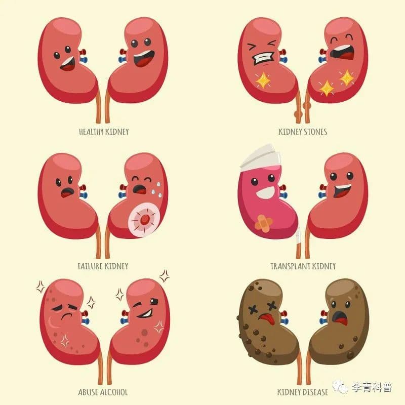 一文读懂：怎样恢复肾功能？
