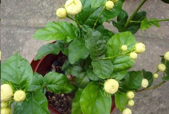 虎头茉莉春季养护方法？茉莉春天如何施肥
