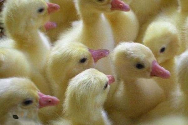 六大要素确保鹅苗高成活率，科学管理助力养殖增收