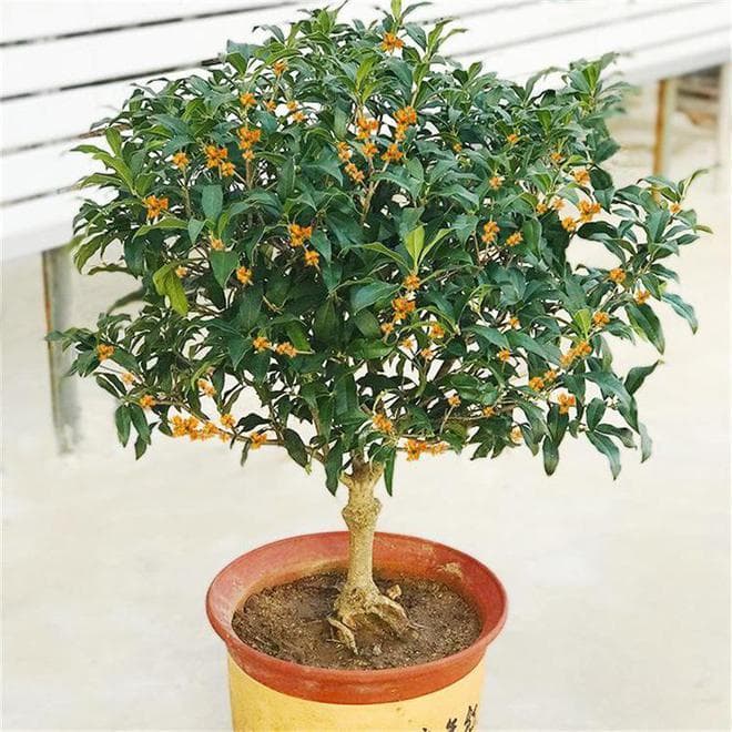 四季桂花树的养殖方法和注意事项
