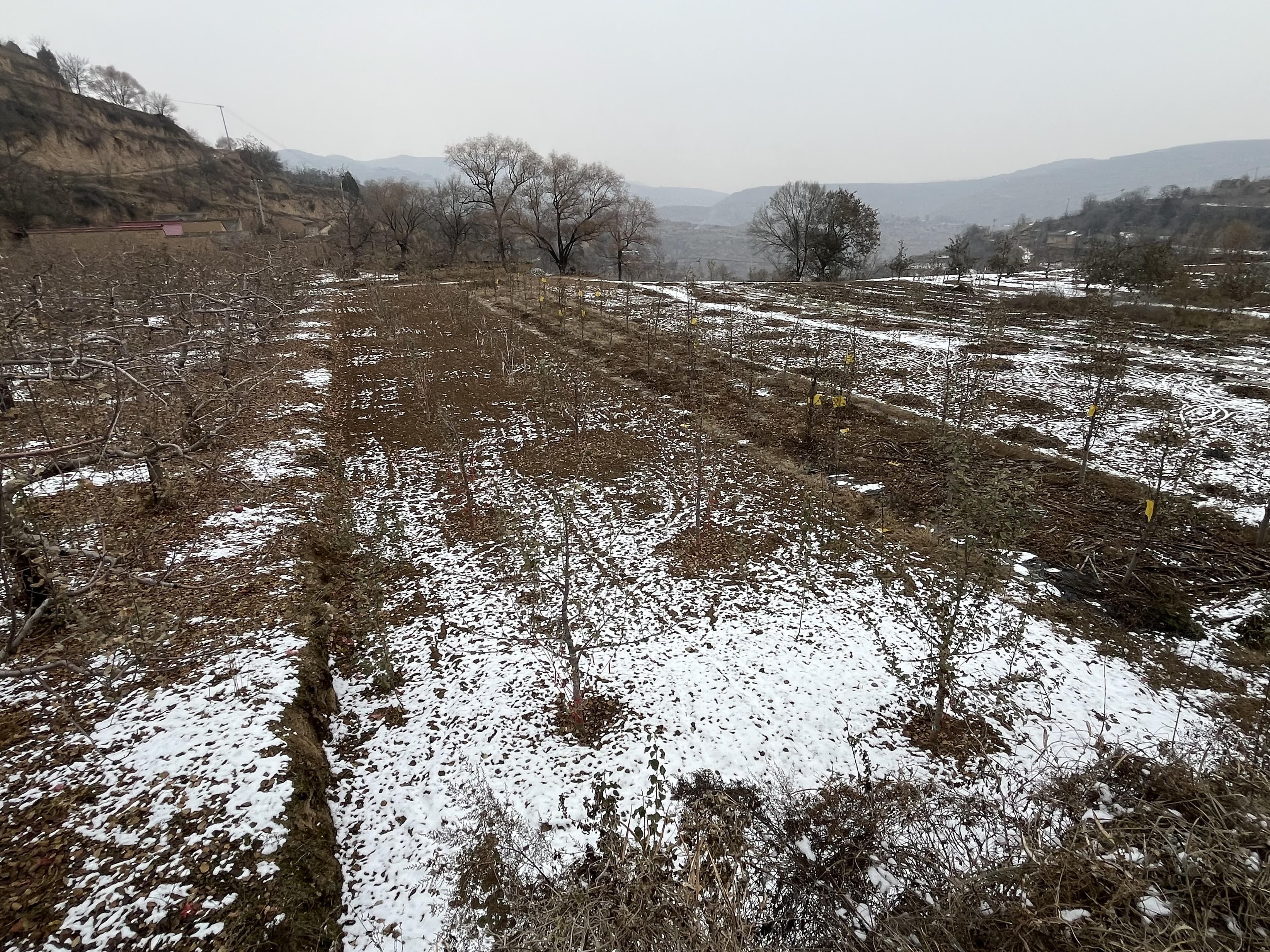 静宁果农王恩科：果园秋季耕地技术