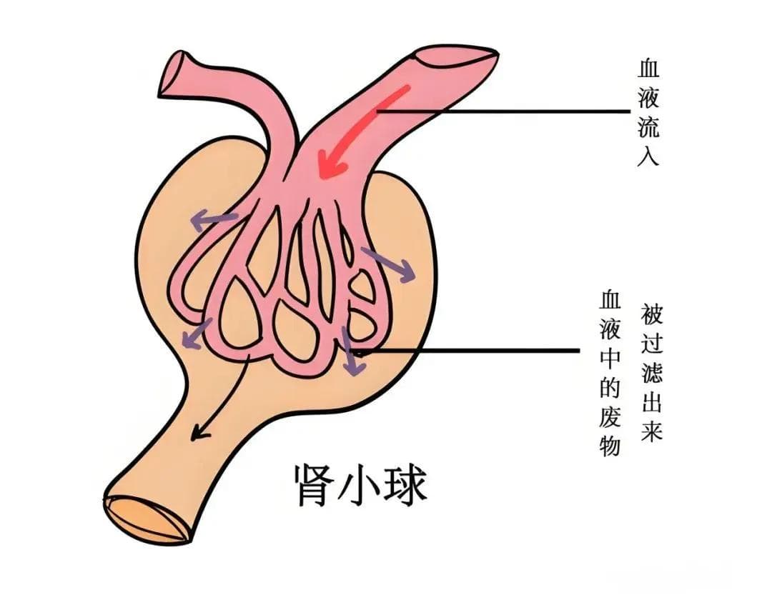 尿酸排泄减少怎么办？五个方法助你有效促排