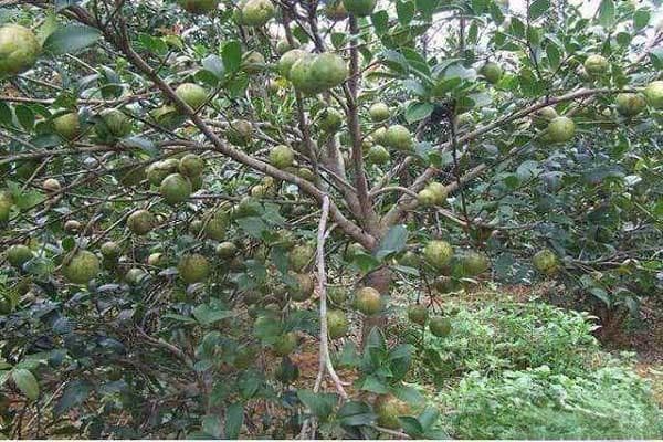 油茶树品种排行榜前十名