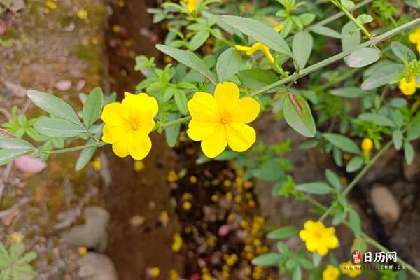 清明节是几月几日，几号清明节，清明节是哪天