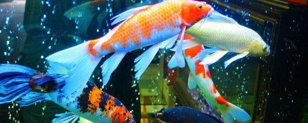 家里适合养龙鱼还是蝴蝶鲤好？全方位对比分析
