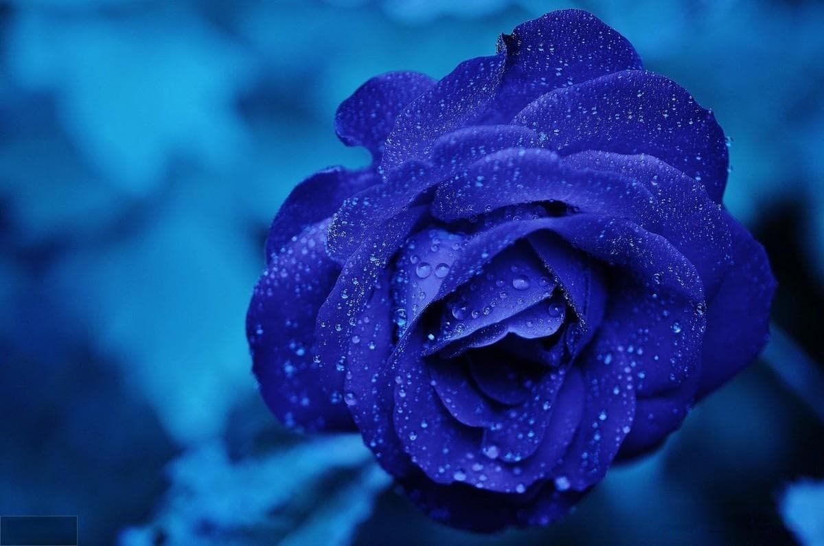 蓝色妖姬花语是什么（蓝色妖姬的象征和寓意）