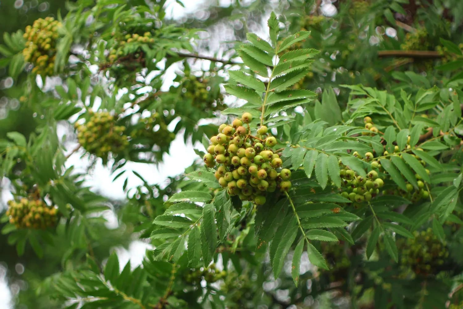 花椒树种植全程指南：环境、技术和管理要点