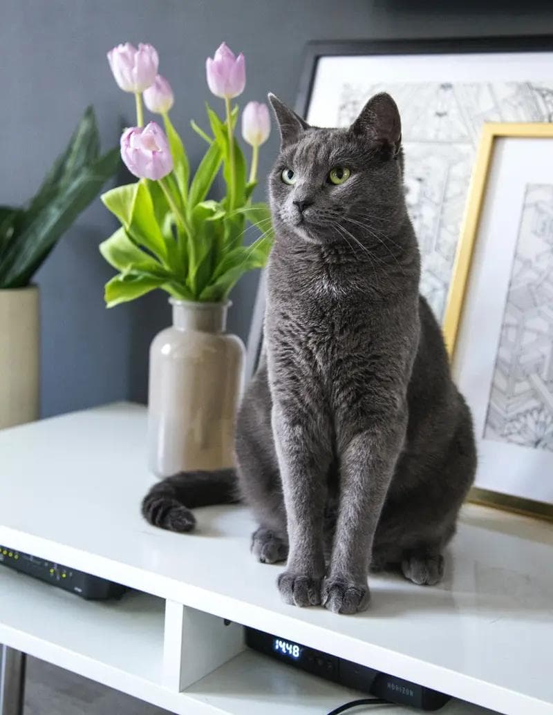 英国短毛猫：憨态可掬的“猫咪界泰迪熊”
