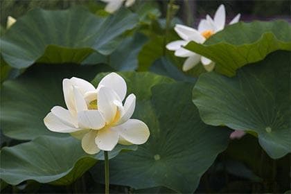 兰花的风水禁忌：家居布局与正能量提升指南