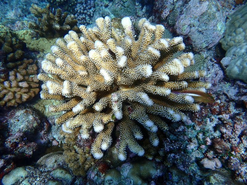 自然资源部：我国珊瑚礁、红树林生态系统状况总体以优良为主