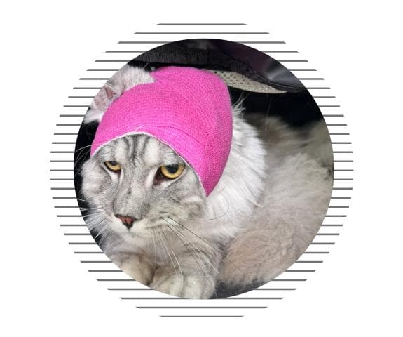 猫咪耳朵肿了一个大包像气球一样，该怎么办？